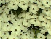fotografie Záhradné kvety Kousa Svíb, Drieň Čínština, Japončina Drieň, Cornus-kousa biely