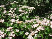 fotografie Záhradné kvety Kousa Svíb, Drieň Čínština, Japončina Drieň, Cornus-kousa biely