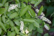 снимка Градински цветове Waxflower, Jamesia americana бял