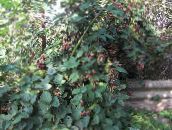фота Садовыя Кветкі Ажына, Rubus fruticosus белы