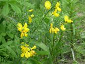 fotoğraf Bahçe çiçekleri İskoç Süpürge, Broomtops, Ortak Süpürge, Avrupa Süpürge, İrlandalı Süpürge, Sarothamnus sarı