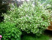 фото Садовые цветы Чубушник (Жасмин), Philadelphus белый