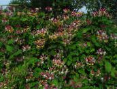 фотографија Баштенске Цветови Заједнички Орлови Нокти, Lonicera-periclymenum виноус