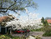 foto Vrtne Cvjetovi Merala, Snježne Mespilus, Amelanchier bijela