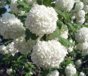 foto Have Blomster European Tranebær Viburnum, Europæiske Snebold Bush, Guelder Rose hvid
