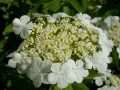 fotografie Záhradné kvety Európsky Brusnica Kalina, Európsky Lavinovému Bush, Kalina, Viburnum biely