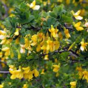 ფოტო ბაღის ყვავილები Peashrub, Caragana ყვითელი