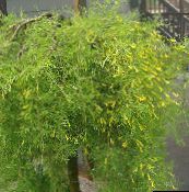 photo les fleurs du jardin Peashrub, Caragana jaune