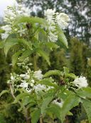 photo les fleurs du jardin Bladdernut Américain, Staphylea blanc