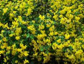 foto Gartenblumen Blasenstrauch, Colutea gelb