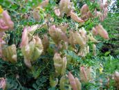 照片 园林花卉 膀胱番泻叶, Colutea 黄