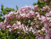 foto Trädgårdsblommor Skönhet Buske, Kolkwitzia rosa