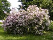 фото Садовые цветы Кольквиция, Kolkwitzia розовый