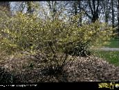 photo les fleurs du jardin Noisette D'hiver, Corylopsis jaune