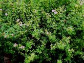 foto Flores de jardín Cinquefoil, Cinquefoil Arbustiva, Pentaphylloides, Potentilla fruticosa blanco