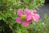 foto Flores do Jardim Cinquefoil, Cinquefoil Shrubby, Pentaphylloides, Potentilla fruticosa rosa