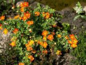 foto Flores do Jardim Cinquefoil, Cinquefoil Shrubby, Pentaphylloides, Potentilla fruticosa laranja