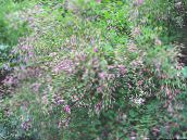 照片 园林花卉 灌木，胡枝子, Lespedeza 粉红色