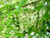 снимка Градински цветове Невярна Acaciaia, Robinia-pseudoacacia бял