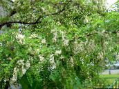 φωτογραφία Λουλούδια κήπου Ψευδείς Acaciaia, Robinia-pseudoacacia λευκό