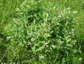 фото Садовые цветы Лиония, Lyonia белый