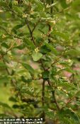 foto Dārza Ziedi Eļļas Koks, Ķiršu Silverberry, Goumi, Sudraba Buffaloberry, Elaeagnus dzeltens