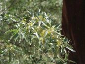 zdjęcie Ogrodowe Kwiaty Oleaster, Wiśnia Silverberry, Goumi, Srebro Buffaloberry, Elaeagnus żółty