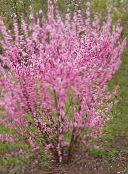 photo les fleurs du jardin Deux Fleurs De Cerisier, La Floraison D'amande, Louiseania, Prunus triloba rose
