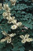 foto Flores de jardín Yellowwood Asiático, Maackia Amur blanco