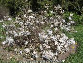 ფოტო ბაღის ყვავილები მაგნოლია, Magnolia თეთრი