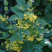 ფოტო ბაღის ყვავილები Oregon ყურძნის, Oregon ყურძნის სიწმინდე, სიწმინდე ფართოფოთლოვანი კოწახური, Mahonia ყვითელი