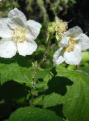 nuotrauka Sodo Gėlės Violetinė Žydėjimo Aviečių, Thimbleberry, Rubus baltas