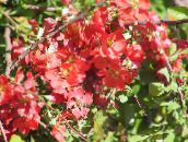 φωτογραφία Λουλούδια κήπου Κυδώνι, Chaenomeles-japonica κόκκινος