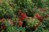 φωτογραφία Λουλούδια κήπου Κυδώνι, Chaenomeles-japonica κόκκινος