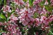fotografie Zahradní květiny Mandle, Amygdalus růžový