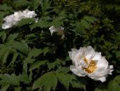 foto I fiori da giardino Peonia Albero, Paeonia-suffruticosa bianco