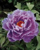 foto Trädgårdsblommor Träd Pion, Paeonia-suffruticosa lila