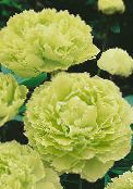 bilde Hage Blomster Tre Peon, Paeonia-suffruticosa gul