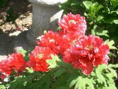 foto Flores de jardín Peonía Árbol, Paeonia-suffruticosa rojo