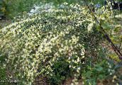ფოტო ბაღის ყვავილები ცოცხი, Cytisus ყვითელი