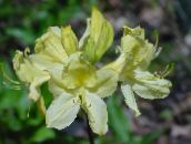 zdjęcie Ogrodowe Kwiaty Azalie, Pinxterbloom, Rhododendron żółty
