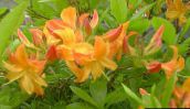 foto Flores de jardín Azaleas, Pinxterbloom, Rhododendron naranja