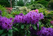 фото Садовые цветы Рододендрон, Rhododendron фиолетовый