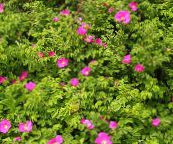 foto Flores de jardín Playa Rosa, Rosa-rugosa rosa