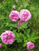 снимка Градински цветове Плаж Роза, Rosa-rugosa розов