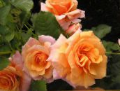 fotografija Vrtno Cvetje Polyantha Rose, Rosa polyantha oranžna