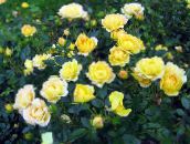 foto Vrtne Cvjetovi Polyantha Ruža, Rosa polyantha žuta