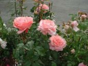 ピンク グランディフローラのバラ