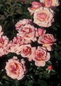 fotografie Zahradní květiny Grandiflora Růže, Rose grandiflora růžový