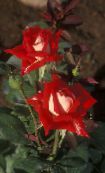 fotoğraf Bahçe çiçekleri Grandiflora Gül, Rose grandiflora kırmızı